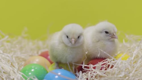 Fluffy Chicks Sitting Amongst Colorful Easter Eggs