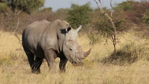Breitmaulnashorn im natürlichen Lebensraum