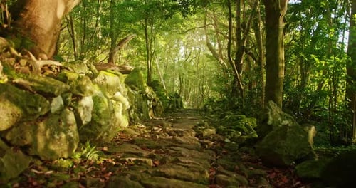 Stone Path Through a Lush Green Forest