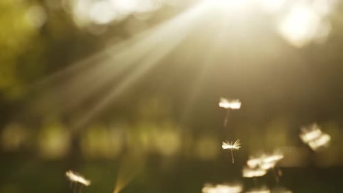Flying Dandelion Seeds at the Sunset