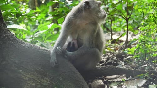 Monkeys in the Forest in Bali