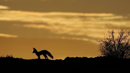 Cape Fox Silhouetted At Sunrise