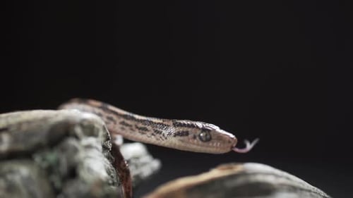 Close Up of Snake Flicking Tongue on Branch