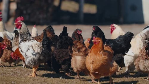 Domestic FreeRange Pasture Chickens Roosters Walking On Grass Feeding On Rural Eco Home Farm Coop