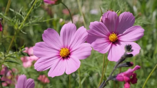 Pink beautiful autumn flower Cosmos bipinnatus in the garden 4K 2160p 30fps UltraHD footage - Close
