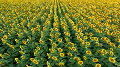 Aerial view over filed of sunflowers at sunset