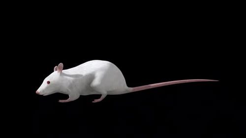 White Rat mit seitlicher Sicht nach Osten