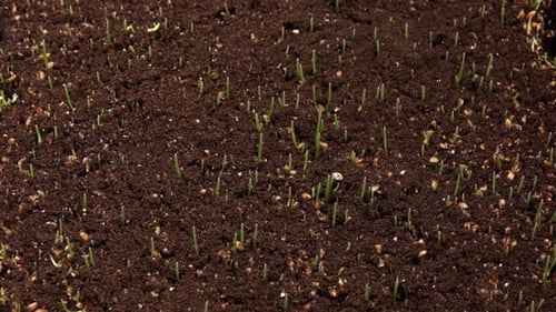 Wheatgrass Growing Time Lapse