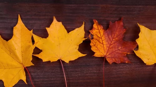 Autumn Maple Leaves on Dark Wooden Surface
