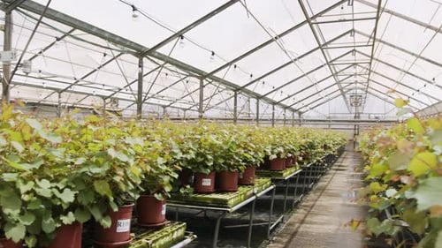Potted Plants Growing in Greenhouse Environment