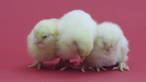 Three Fluffy Baby Chicks Huddling on Red Surface