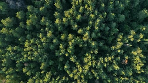 Aerial Top View Summer Forest in Sunny Day Drone Flying Over Green Trees