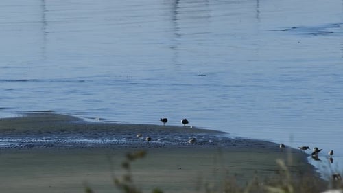 Grupo de maçarico comum no lago