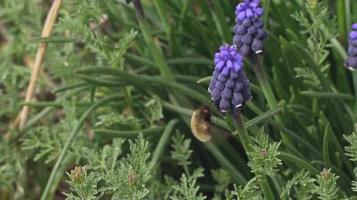 Bee