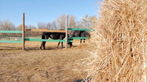 Horses Grazing in a Rural Enclosure on Sunny Day