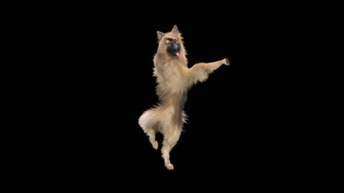 Hundetanz HD
