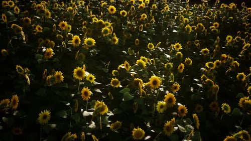 Sunflower Field and Cloudy Sky