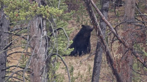 Giant Grizzly Bear sitting in forest after it ate its fill of a carcass