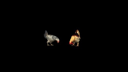 Huhn Und Hahn