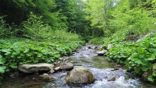 Beautiful River in Carpathian Mountains