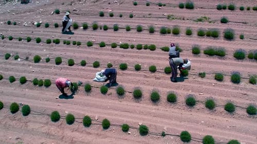 Lavender Harvest Time
