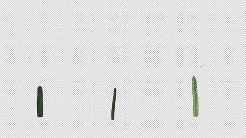 Kaktus-Wachstumspaket