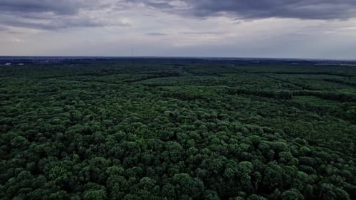 Top Down View of Autumn Forest