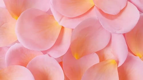 Rosa-pinke Blütenblätter