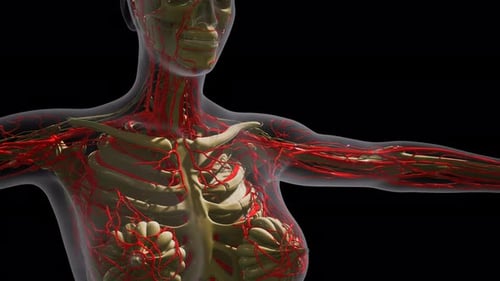Wissenschaft Anatomie menschlicher Blutgefäße