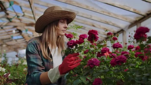 Woman tending red roses inside greenhouse in daytime