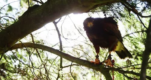 Águia falcão empoleirada no galho de árvore