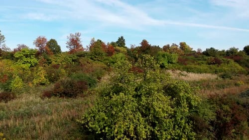 Autumnal wild meadow.