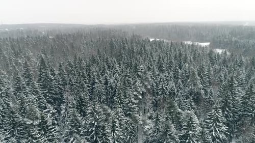 Winterwald-Luftbild 3