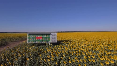 Beehives In A Sunflower Field