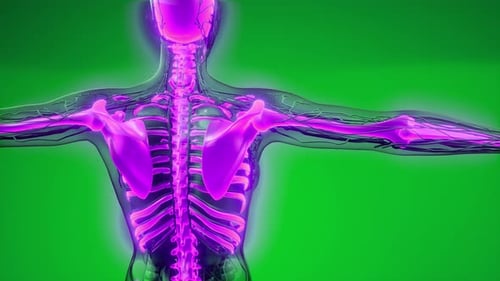 3D Human Skeleton and Nervous System Holographic Scan