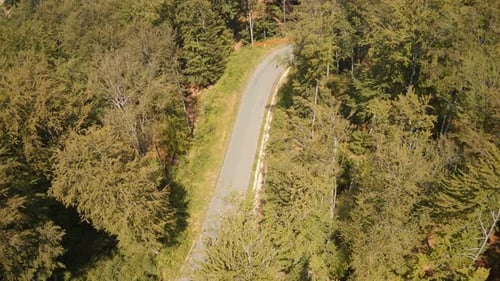 Aerial view of a road in the forest