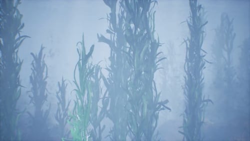 Underwater Grass Forest of Seaweed