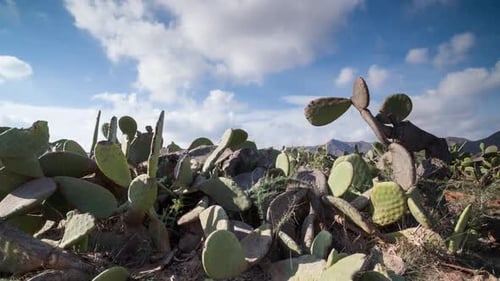 Cactus Dolly00