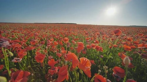 A Large Field of Red Poppy Flowers at Sunset