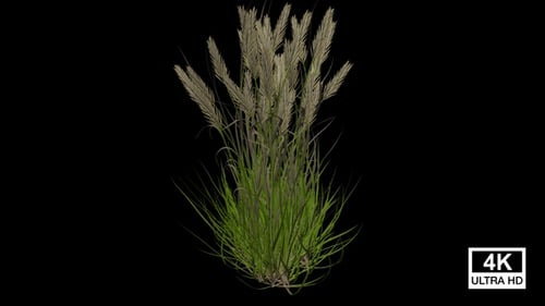 Growing Pampas Grass with Plumes Time-lapse Animation