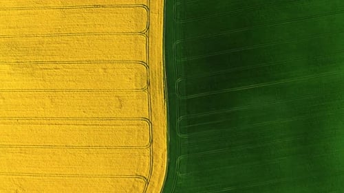 Top down view of green and yellow field at spring