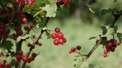 Tiny redcurrant berries on deciduous shrub plant close-up 4K 2160p 30fps UltraHD footage - Lot of R