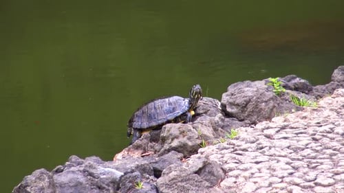 Nahaufnahme einer Schildkröte auf einem Felsen