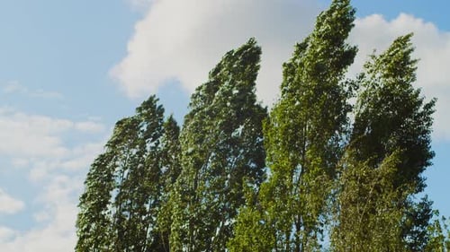 Trees Swaying in a Strong Wind