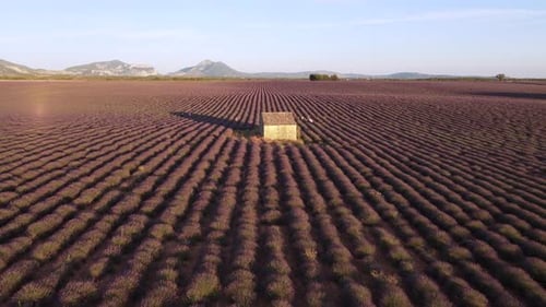 Plateau de Valensole Lavender Field in Provence, France