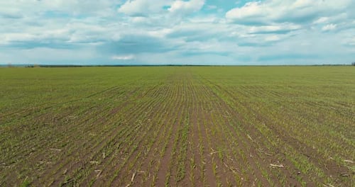 Beautiful Farm Field with Growing Wheat or Rye in Summer Day View From Drone Prores