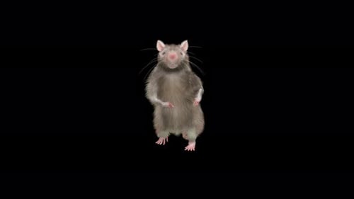 Funny Gray Rat Performing a Dance Loop