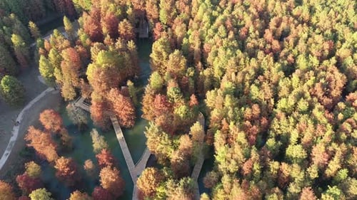 Autumn forest