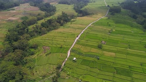 Aerial view of green rice fields in Bali, Indonesia