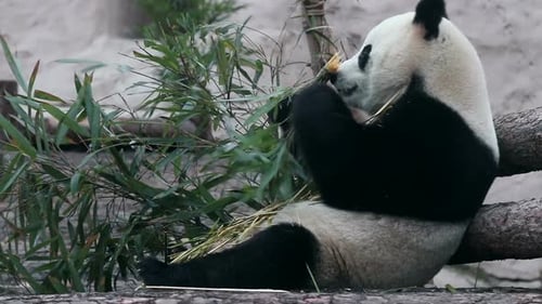 Giant Panda Eating Bamboo in Natural Habitat